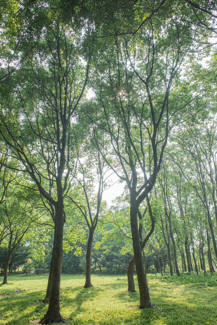 tall trees on a sunny day